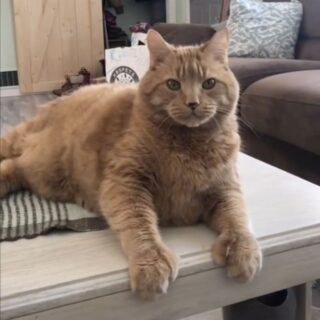 【カナダ発】ミトン型のおててに注目！テーブルの上から物を落とすのが大好きな多指症にゃんこ、レズナー君