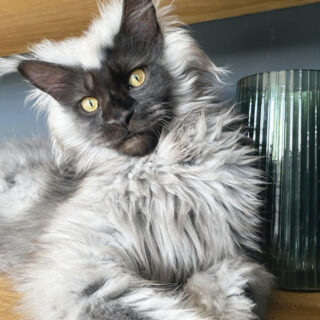 SNSで人気のメインクーンのリッチー君