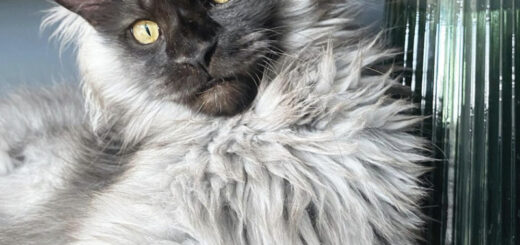 SNSで人気のメインクーンのリッチー君