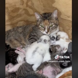 自分の子猫といっしょに子ウサギの世話をする母猫