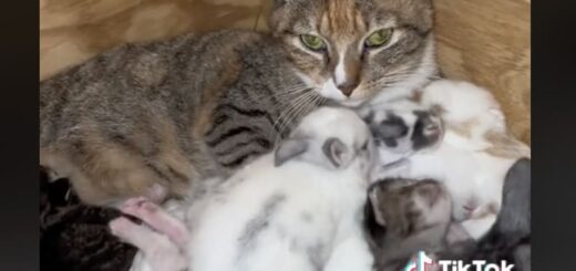 自分の子猫といっしょに子ウサギの世話をする母猫