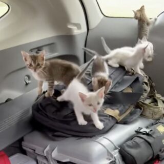 13匹そろって路上から保護されたばかりの子猫たち