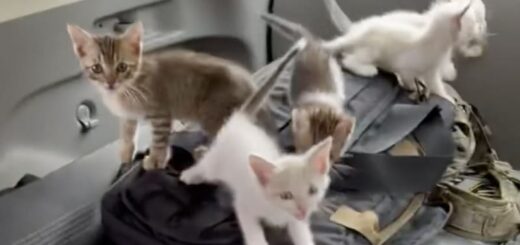 13匹そろって路上から保護されたばかりの子猫たち