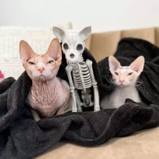 スフィンクスのロズウェル君とドンスコイのリーラちゃん