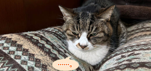 便秘中のルビちゃん