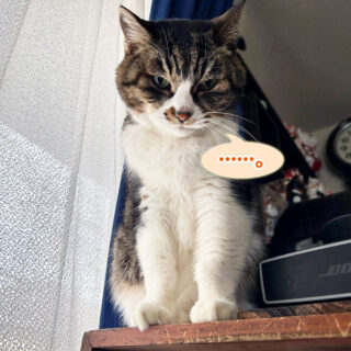 乙女のピンチを切り抜けたルビちゃん