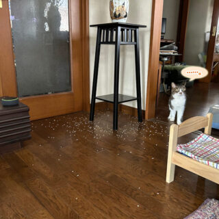 リビングへ初めて足を踏み入れたルビちゃん