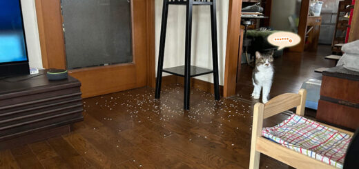 リビングへ初めて足を踏み入れたルビちゃん