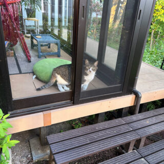 テラスに来ていたルビちゃん