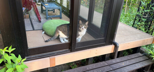 テラスに来ていたルビちゃん