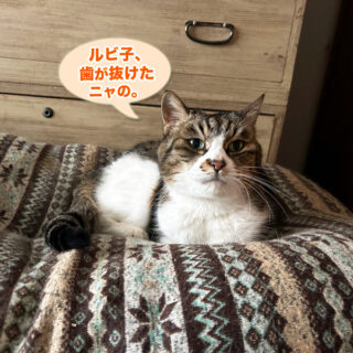 犬歯が抜けたルビちゃん