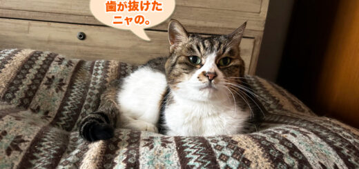 犬歯が抜けたルビちゃん