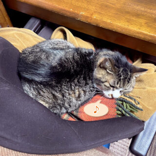 デスクチェアに置いたブランケットの上でまったりするルビちゃん