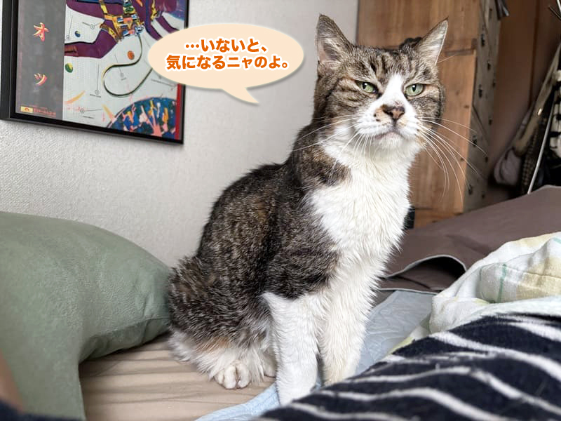 トトちん入院日のルビちゃん