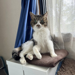 仕事部屋のルビちゃん