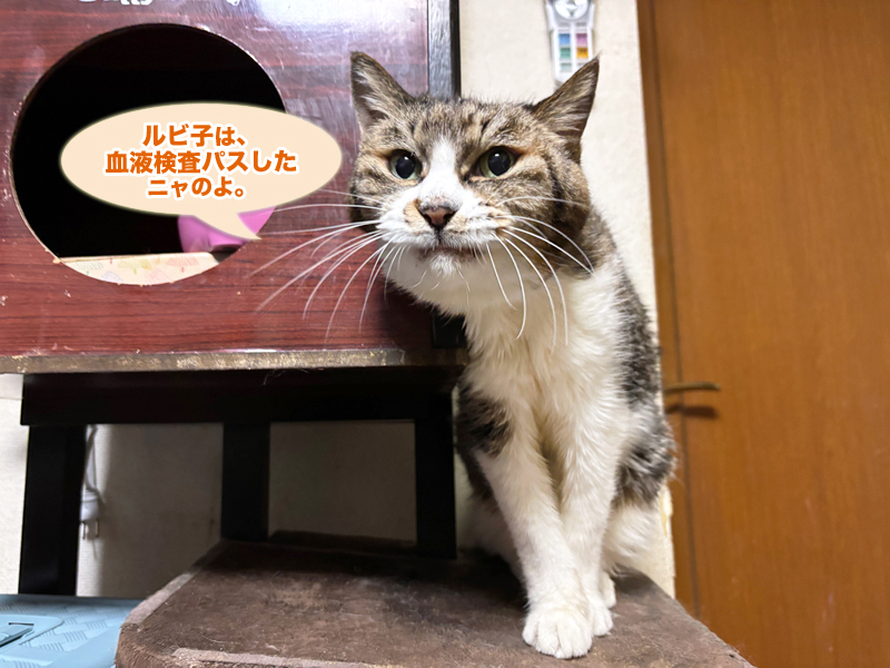 キャットタワーの上のルビちゃん