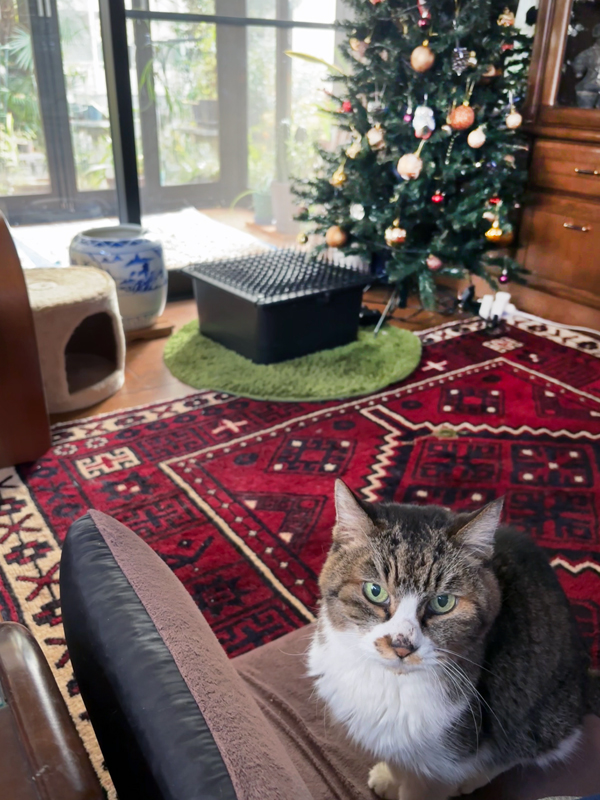 クリスマスツリーとルビちゃん