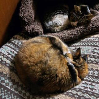 寝室の長座布団の上で就寝中のルビ＋ビビ姉妹