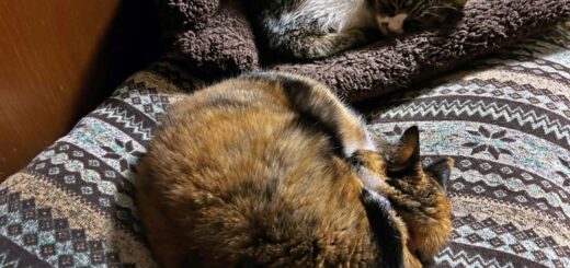 寝室の長座布団の上で就寝中のルビ＋ビビ姉妹