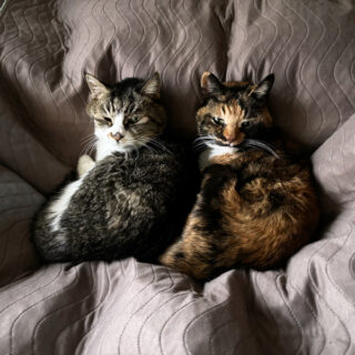 ベッドの上でお昼寝中のルビ＋ビビ姉妹