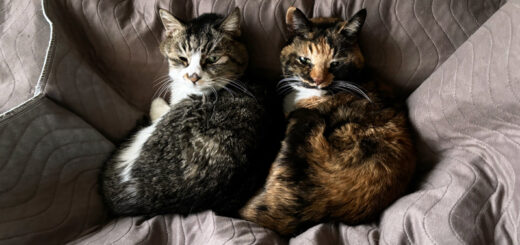 ベッドの上でお昼寝中のルビ＋ビビ姉妹