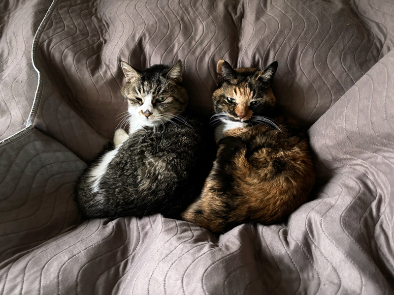 ベッドの上でお昼寝中のルビ＋ビビ姉妹