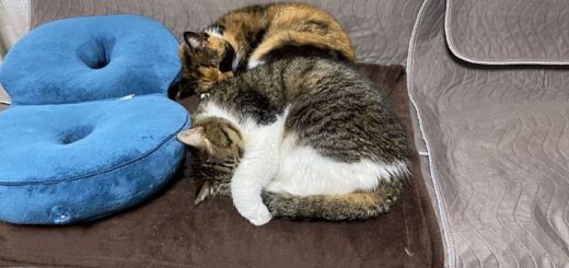 ソファーの上で添い寝するルビちゃんとビビ子さん