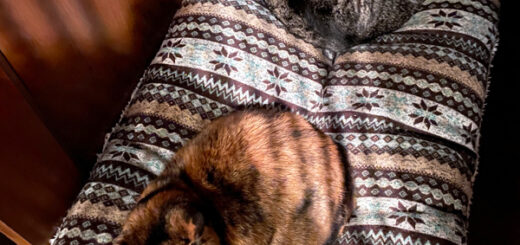 寝室の長座布団の上でまったりしているルビ＋ビビ姉妹