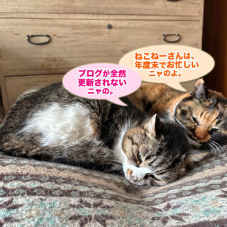 寝室でお昼寝中のルビ＋ビビ姉妹