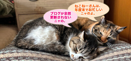 寝室でお昼寝中のルビ+ビビ姉妹