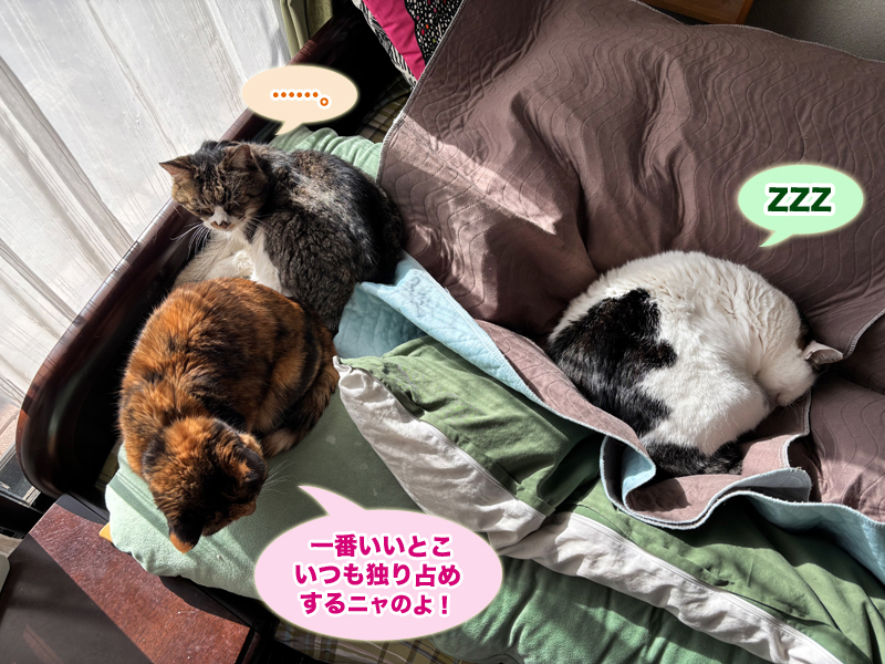 ベッドの上でお昼寝中のルビ＋ビビ姉妹とトトちん