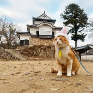 卯年コスプレを披露する備中松山城の猫城主・さんじゅーろー君