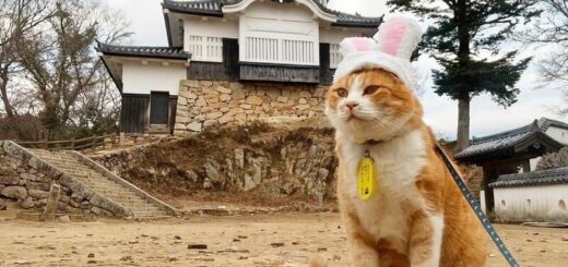 卯年コスプレを披露する備中松山城の猫城主・さんじゅーろー君