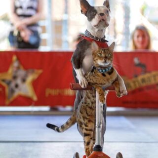 「犬と猫のペアによるキックボード最速5m」のギネス世界記録に認定されたロリポップ(犬）とサシミ(猫)