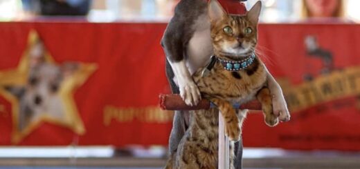 「犬と猫のペアによるキックボード最速5m」のギネス世界記録に認定されたロリポップ(犬)とサシミ(猫)