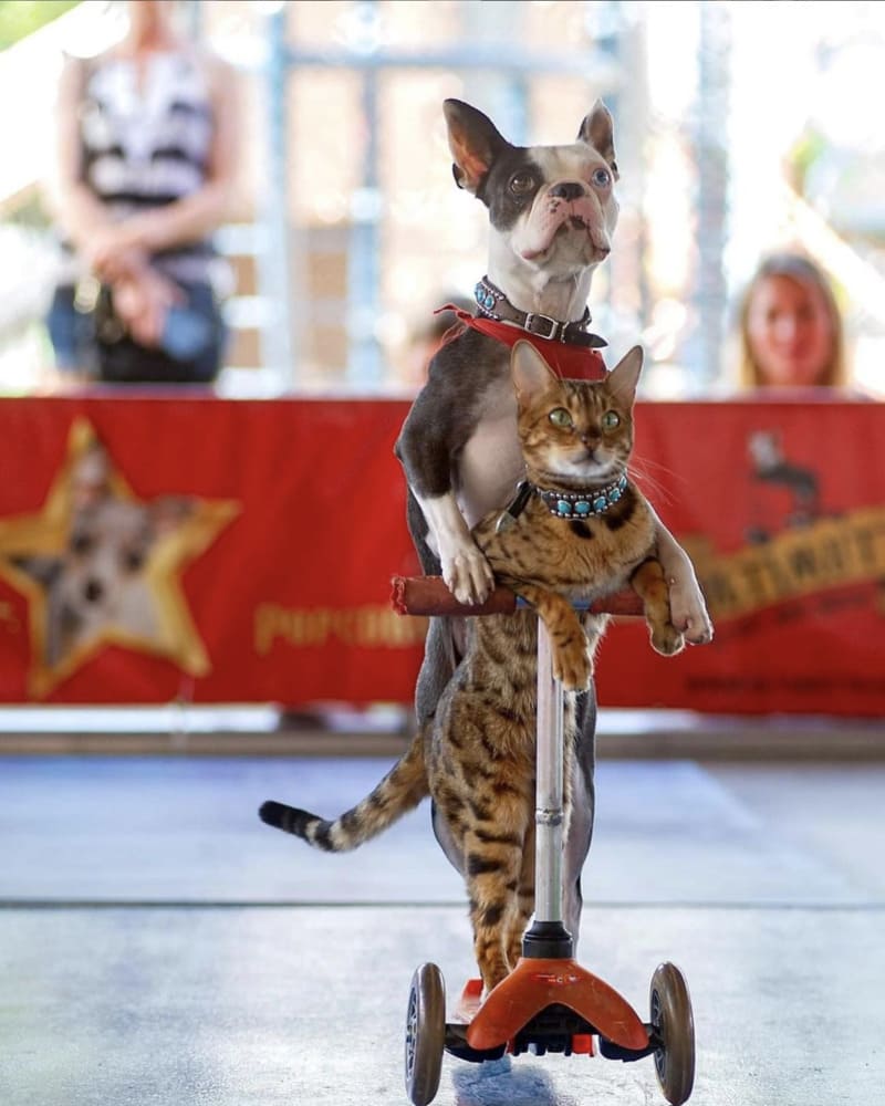 カナダ発 祝 ギネス世界記録 相棒ロリポップちゃんと 犬と猫のペアによるキックボード で最速記録を樹立 スタントにゃんこ サシミちゃん ねこねこnews