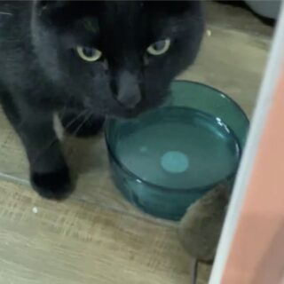黒猫サイモン君と水飲みボウルをシェアするネズミ