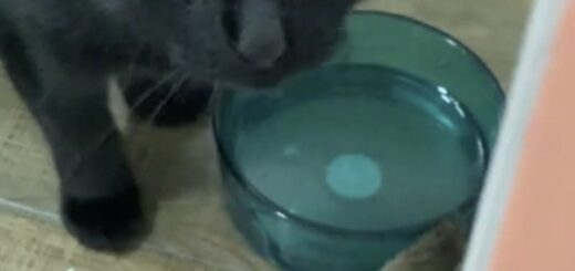 黒猫サイモン君と水飲みボウルをシェアするネズミ