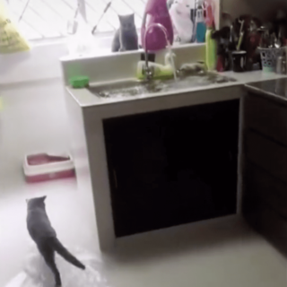 愛猫が蛇口をひねって浸水状態