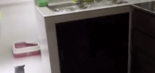 愛猫が蛇口をひねって浸水状態