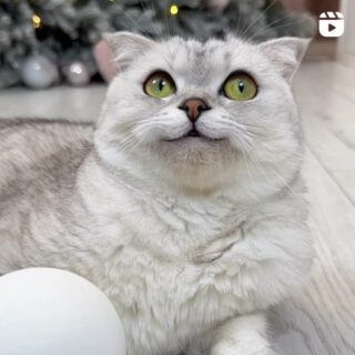 ロシアのSNS人気にゃんこ、ソーニャちゃん