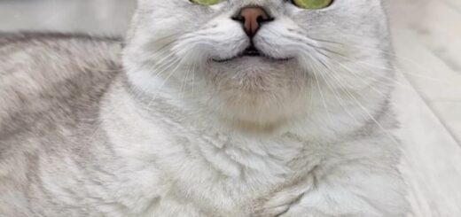 ロシアのSNS人気にゃんこ、ソーニャちゃん