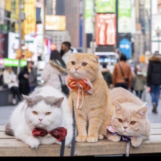 飼い主さんと世界を旅する3ニャン、スポンジケーキちゃん＋モカ＋ドーナトちゃん