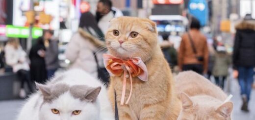 飼い主さんと世界を旅する3ニャン、スポンジケーキちゃん+モカ+ドーナトちゃん