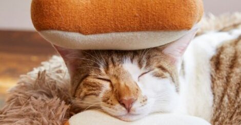 サブウェイ「猫サンド」