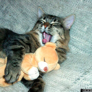 テディベアを抱っこしている猫