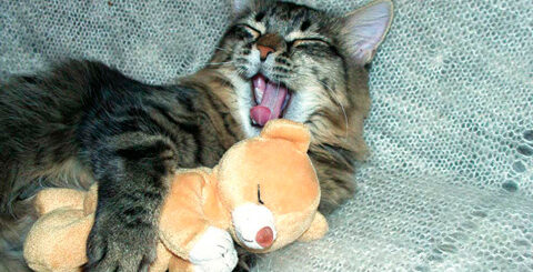 テディベアを抱っこしている猫