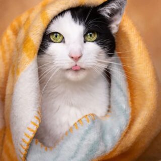 瞳の美しさにフォーカスした猫ポートレート by thapojere