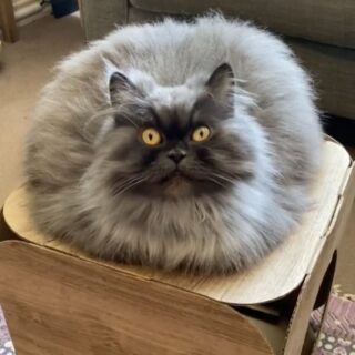 ダミ声が人気のペルシャ猫、ボビーちゃん