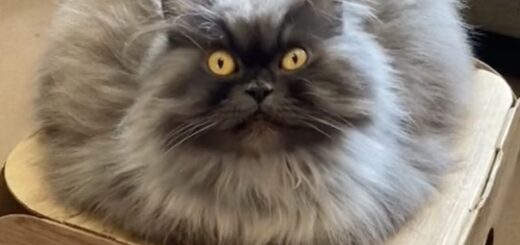 ダミ声が人気のペルシャ猫、ボビーちゃん